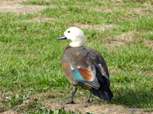 Canard - Nouvelle-Zélande